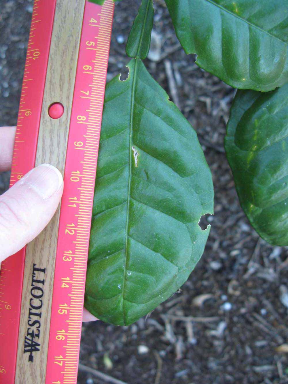              Leaflet (Winter Haven, FL)       